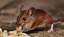 hospital-and-healthcare-facility-pest-management Experts in Angora